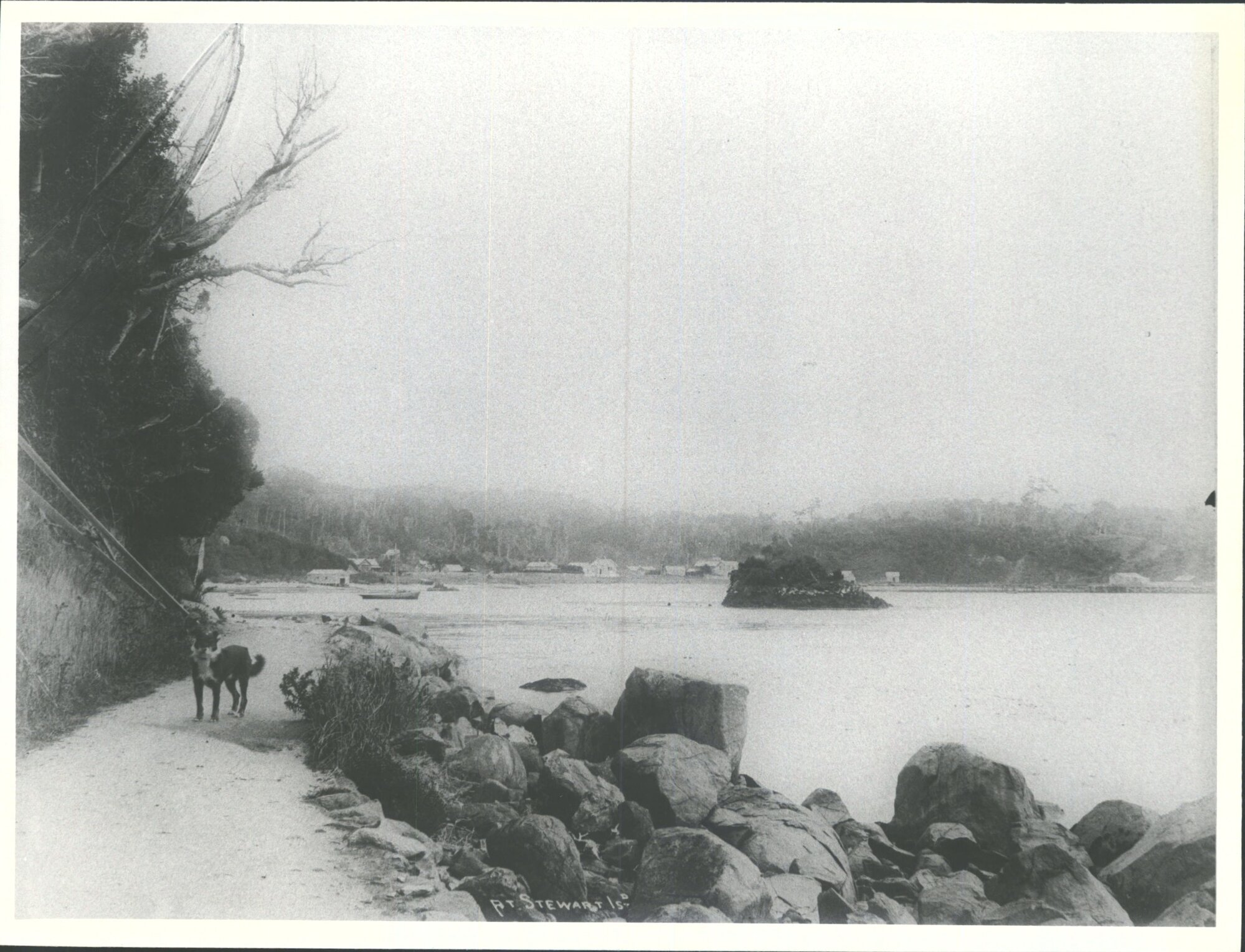 Dog on a walking path near Oban, Stewart Island