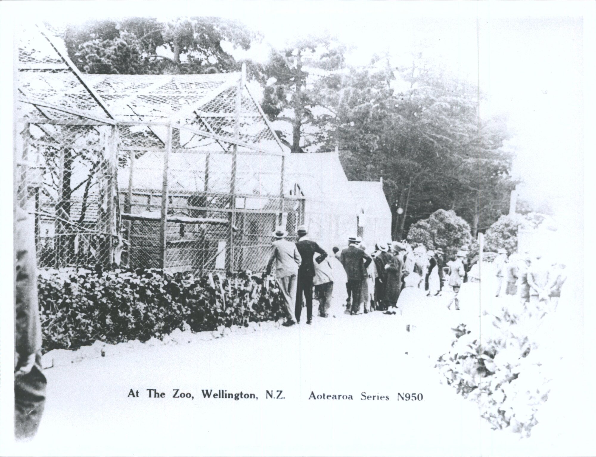 At The Zoo, Wellington, N.Z.