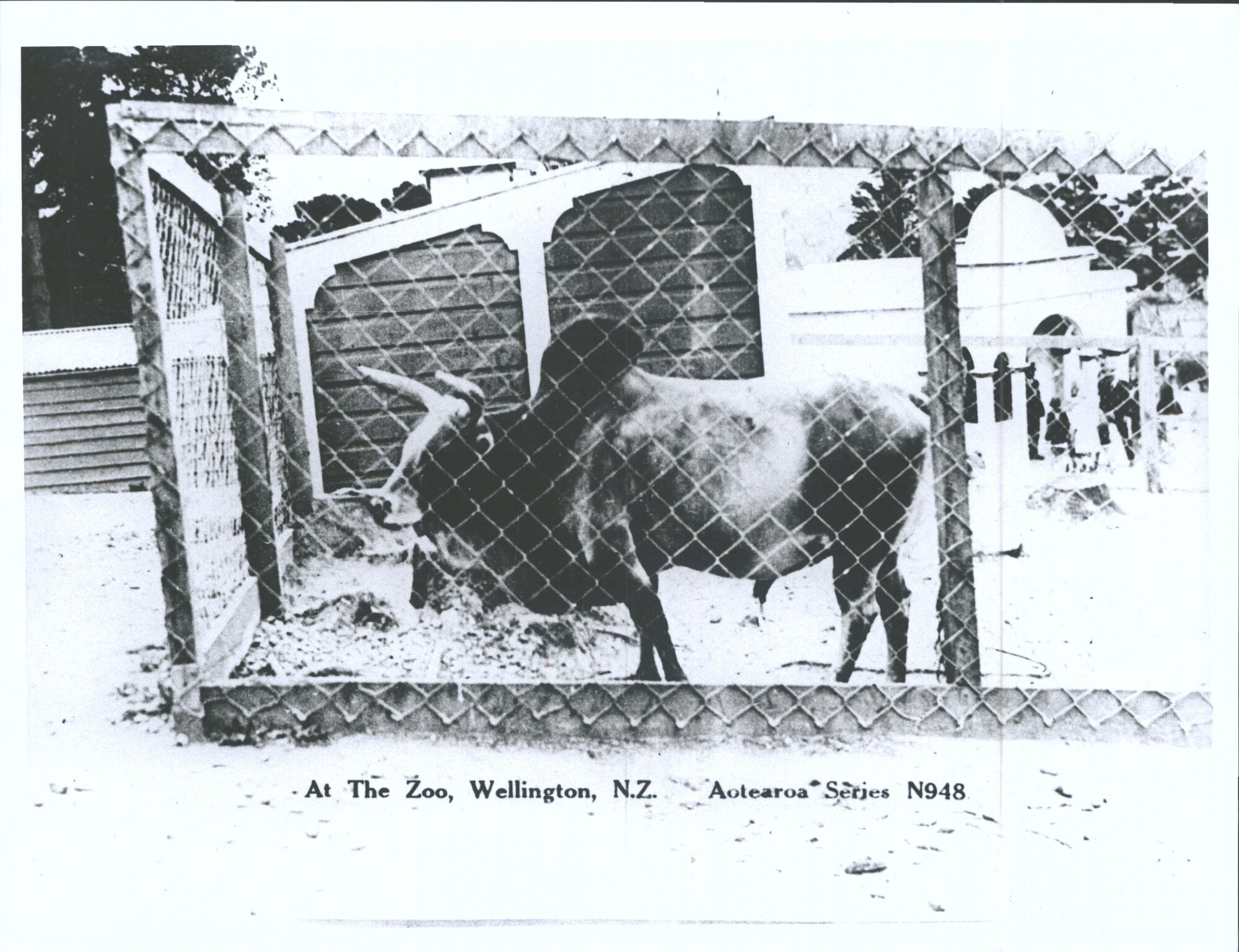 At The Zoo, Wellington, N.Z.