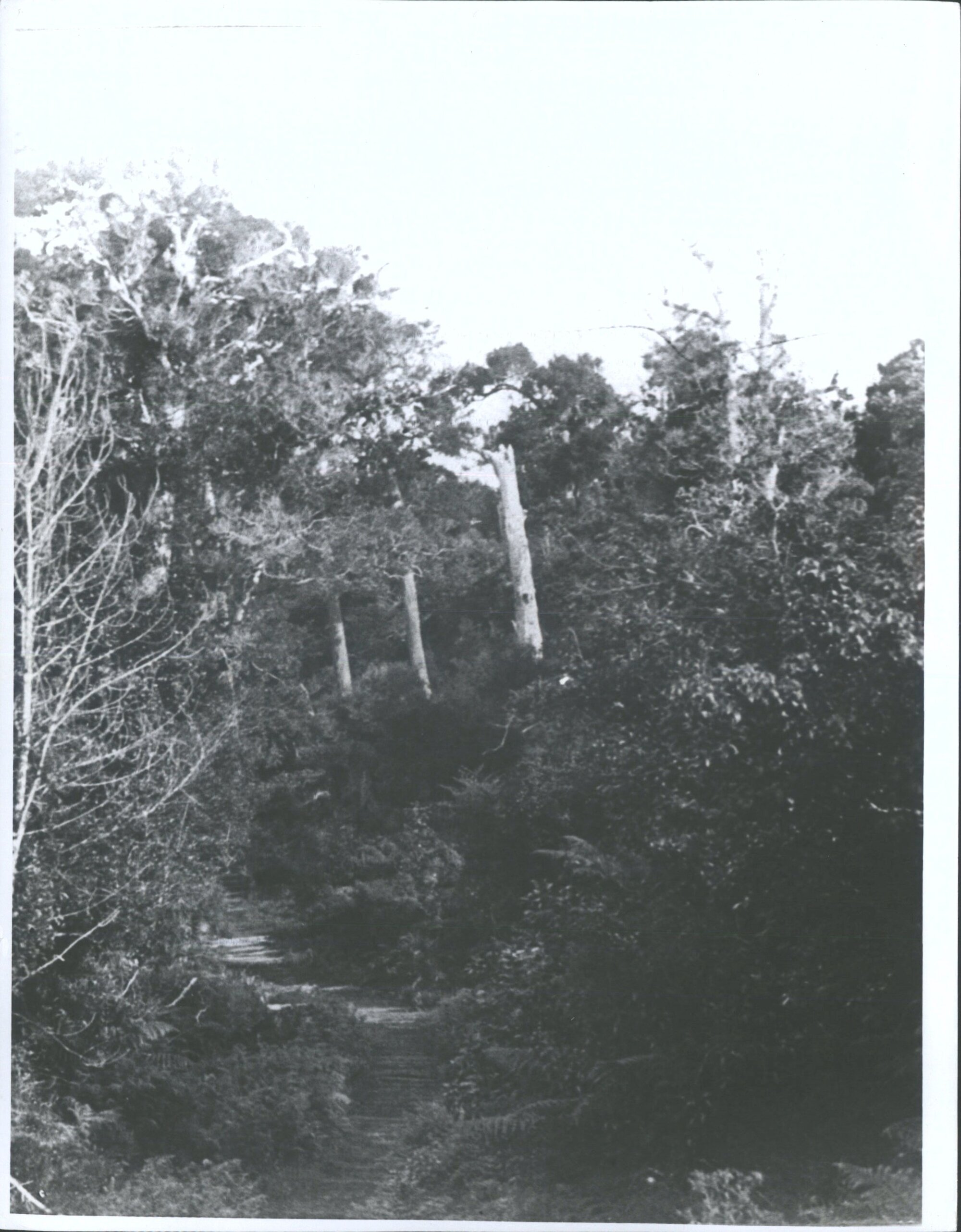 Deep Bay Track, Stewart Island