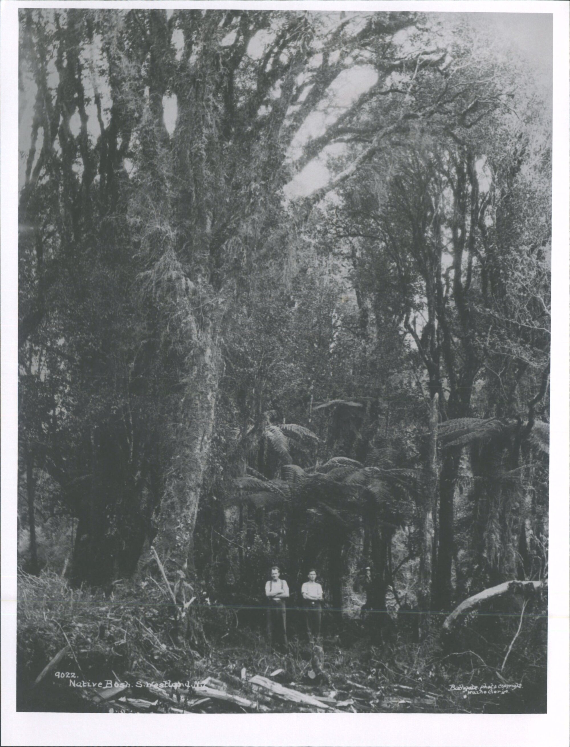 Native Bush, South Westland, N.Z.