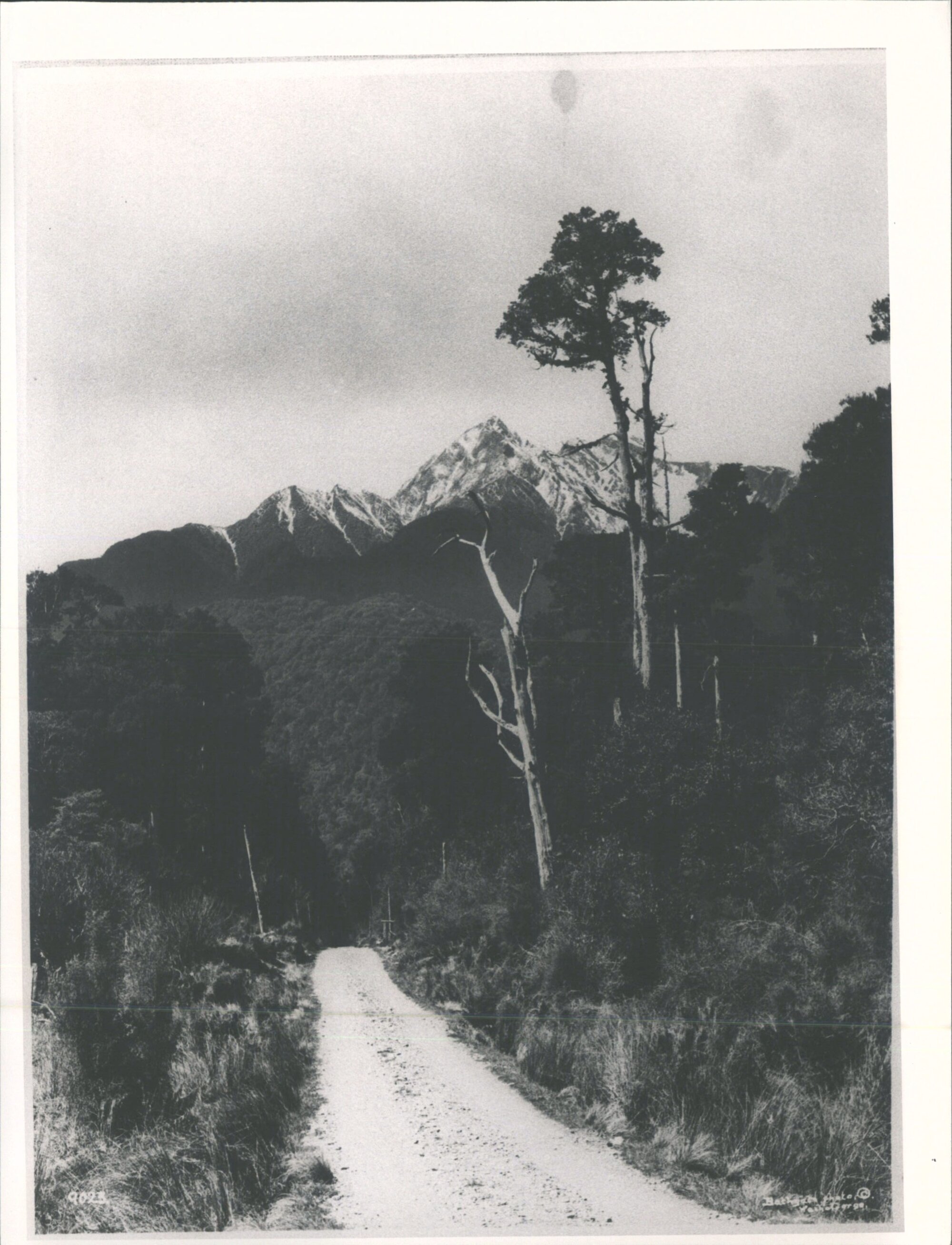 South Westland - Waiho Gorge