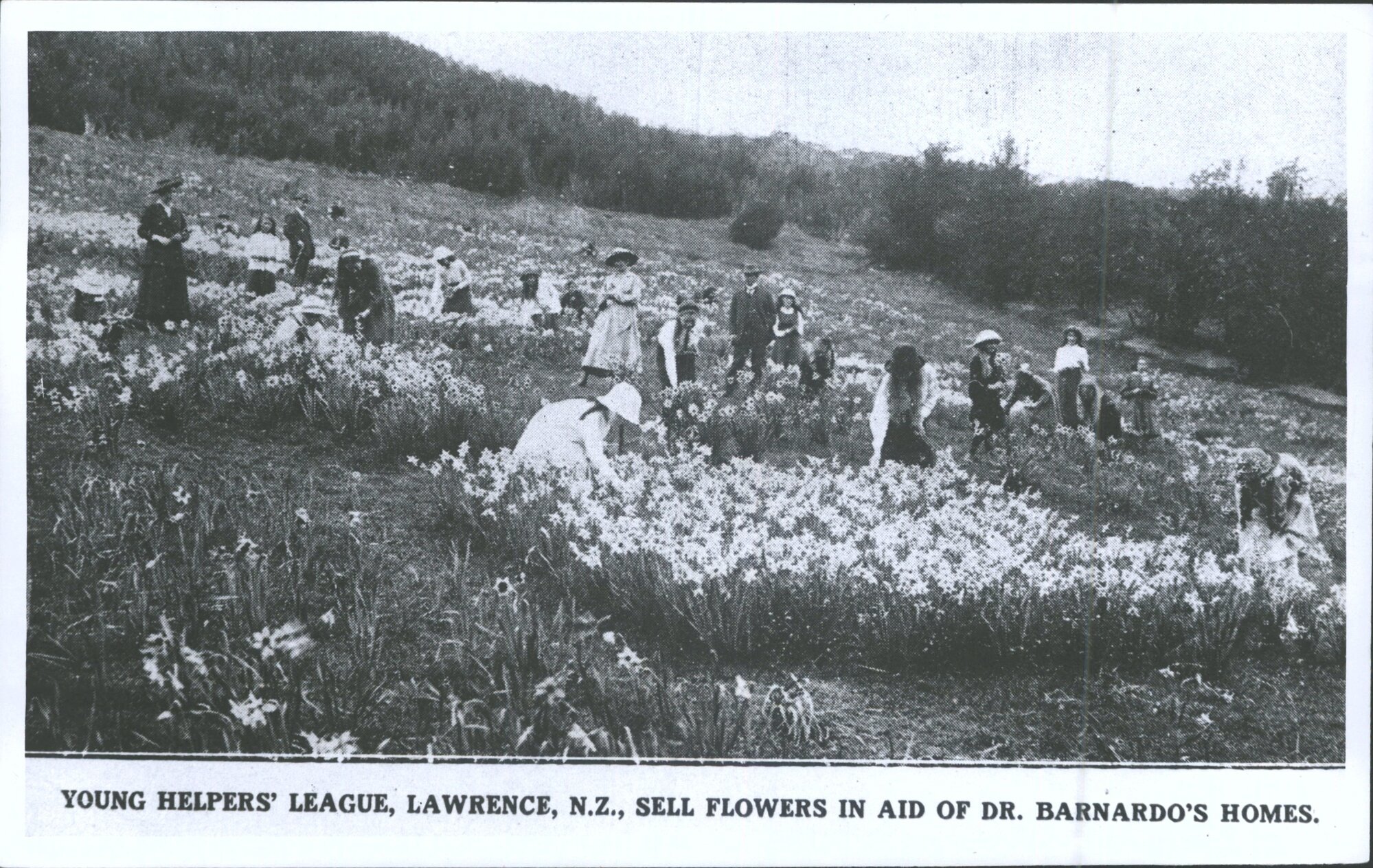 Young Helpers' League, Lawrence, N.Z., Sell Flowers in Aid of Dr. Barnados's Homes