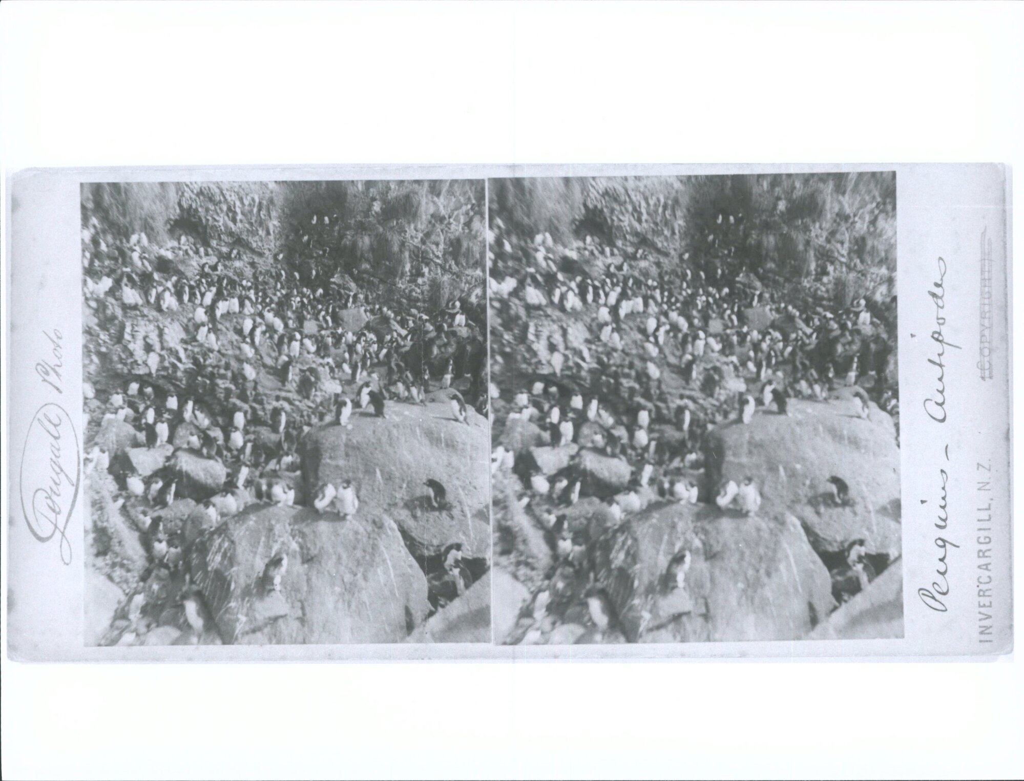 Penguins, Antipodes Island