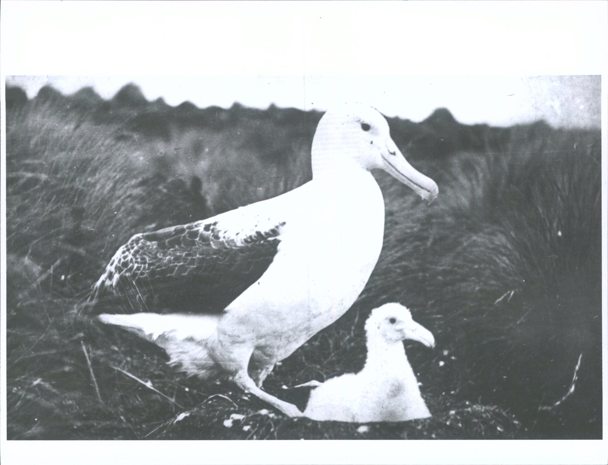 Albatrosses