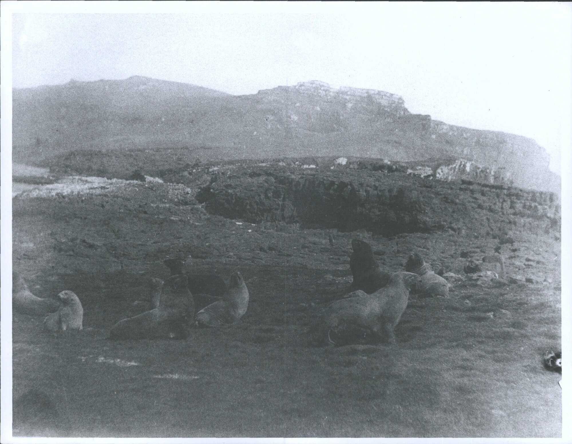 Sea Lions, Auckland Islands