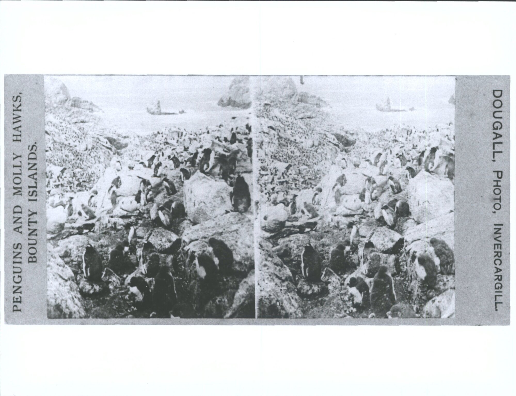 Penguins and Molly Hawks, Bounty Islands