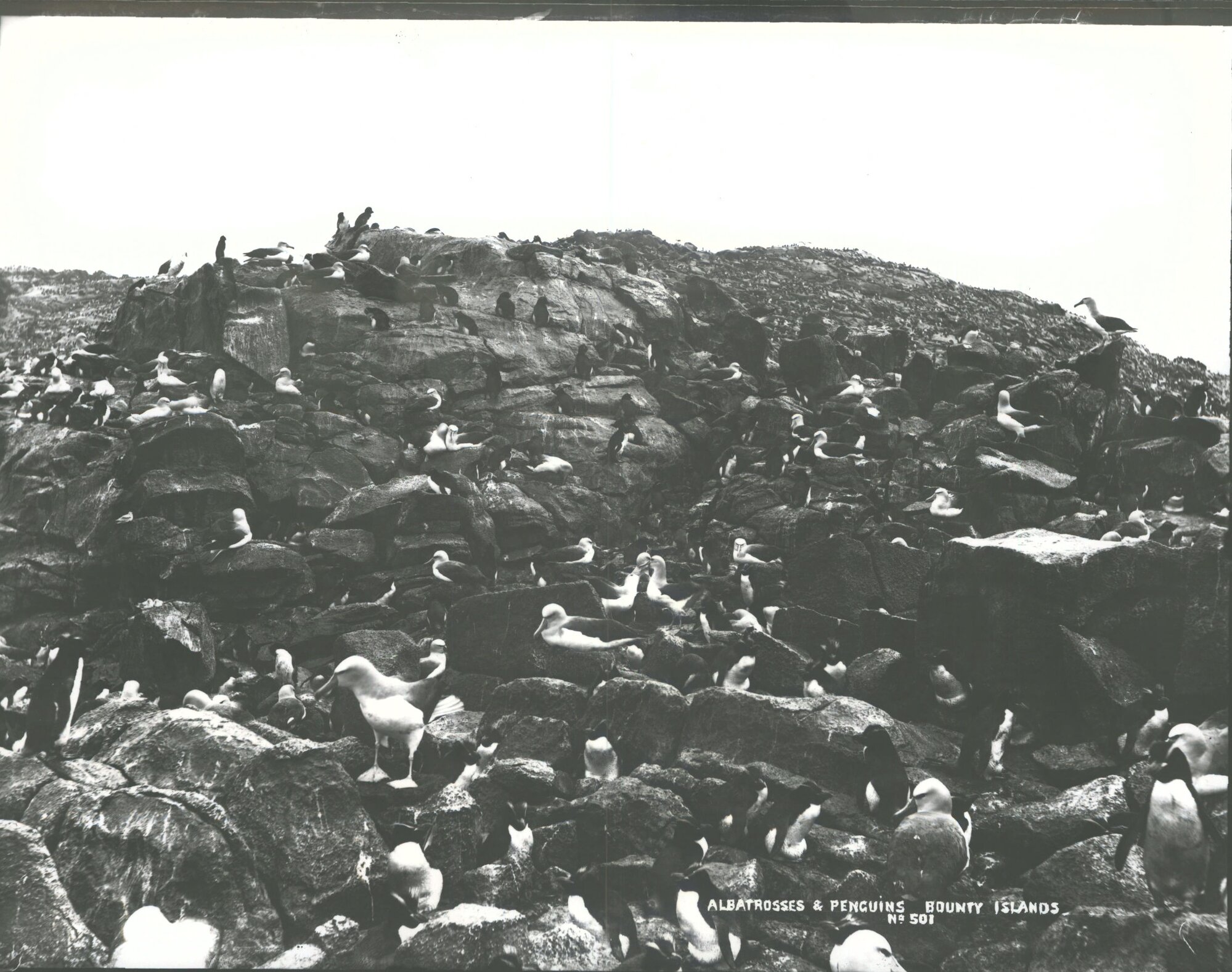 Albatrosses &amp; Penguins, Bounty Islands