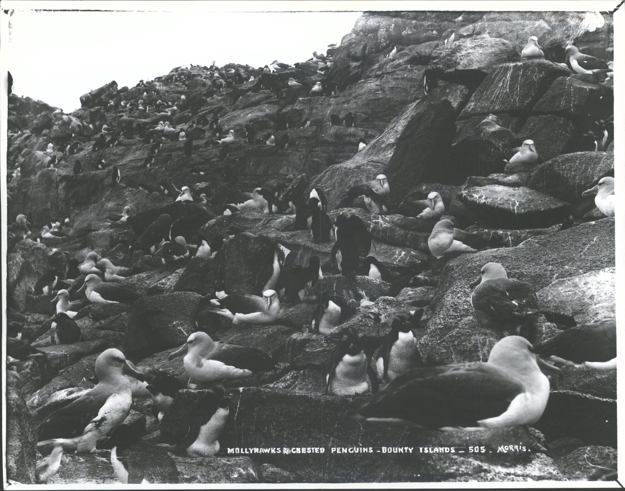 Mollyhawks &amp; Crested Penguins, Bounty Islands