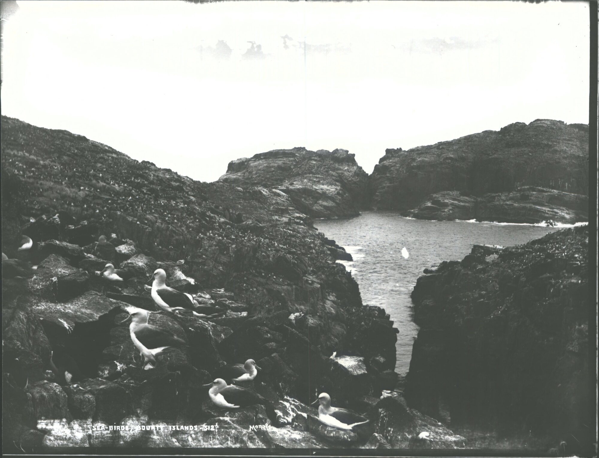 Sea Birds, Bounty Islands