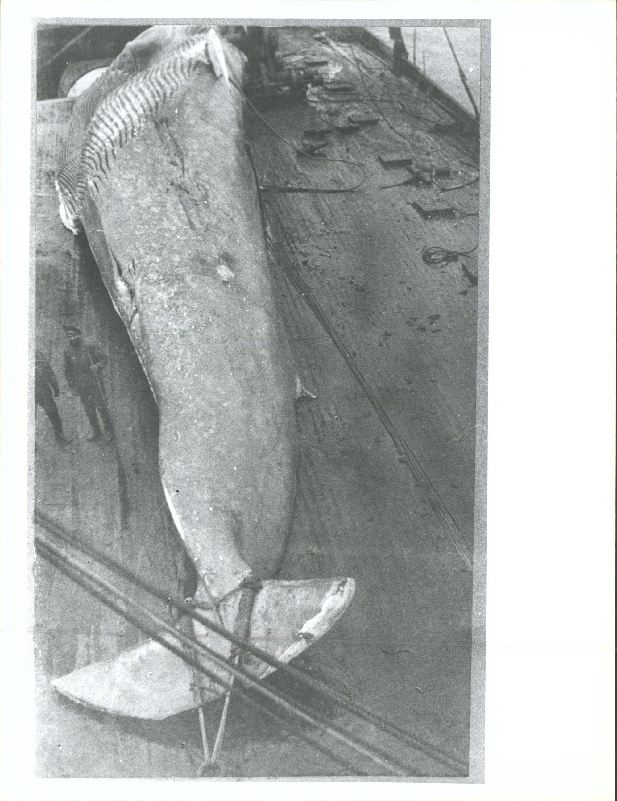 Sailors next to whale