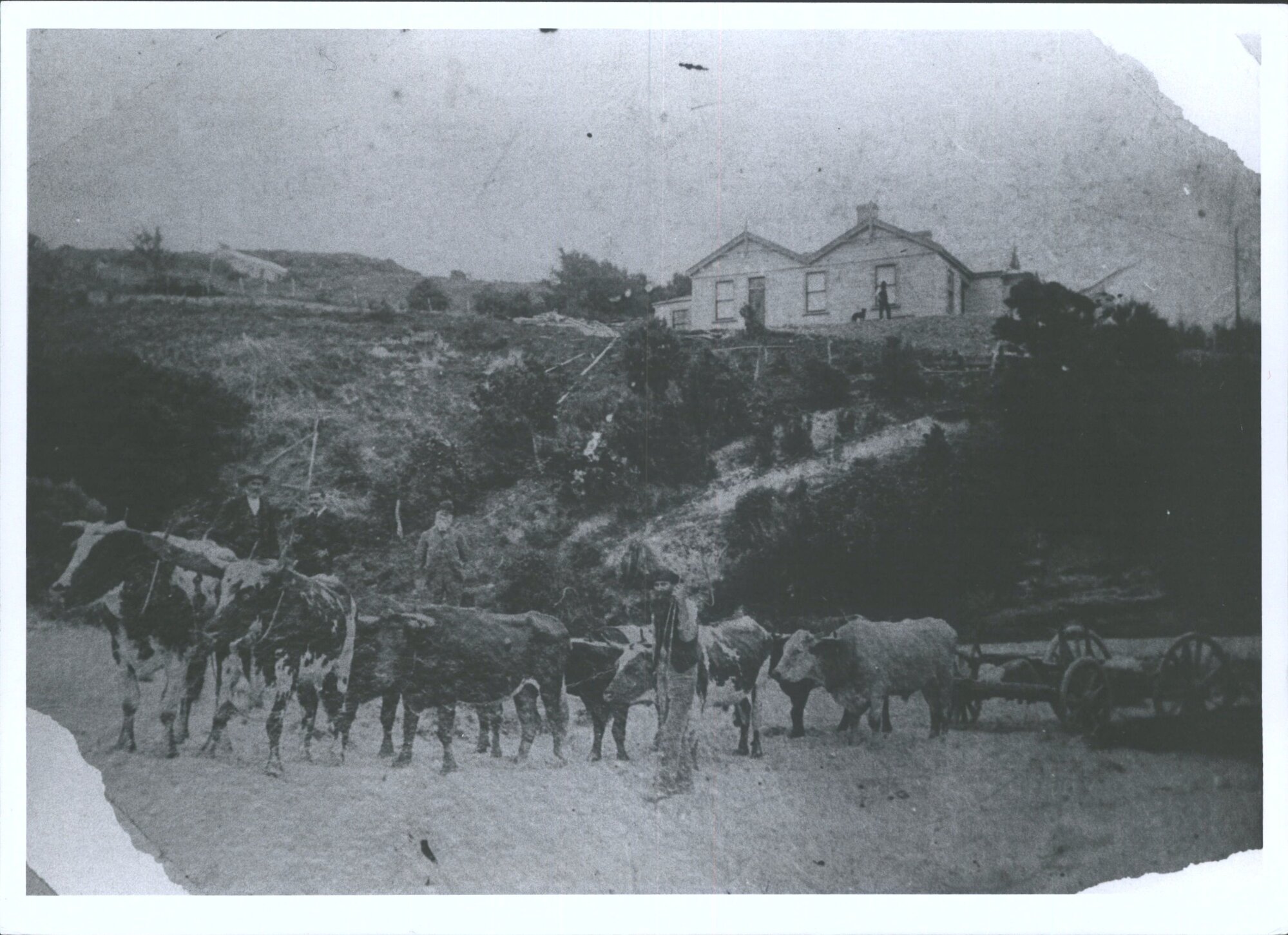 House and Bullock Team belonging to Mr Andrew Jeffreys