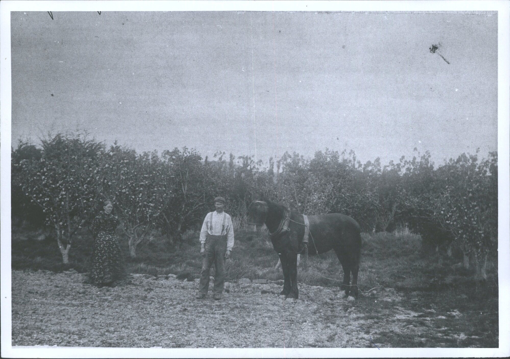 Millers' Apple Orchard, Riccarton Road, East Taieri