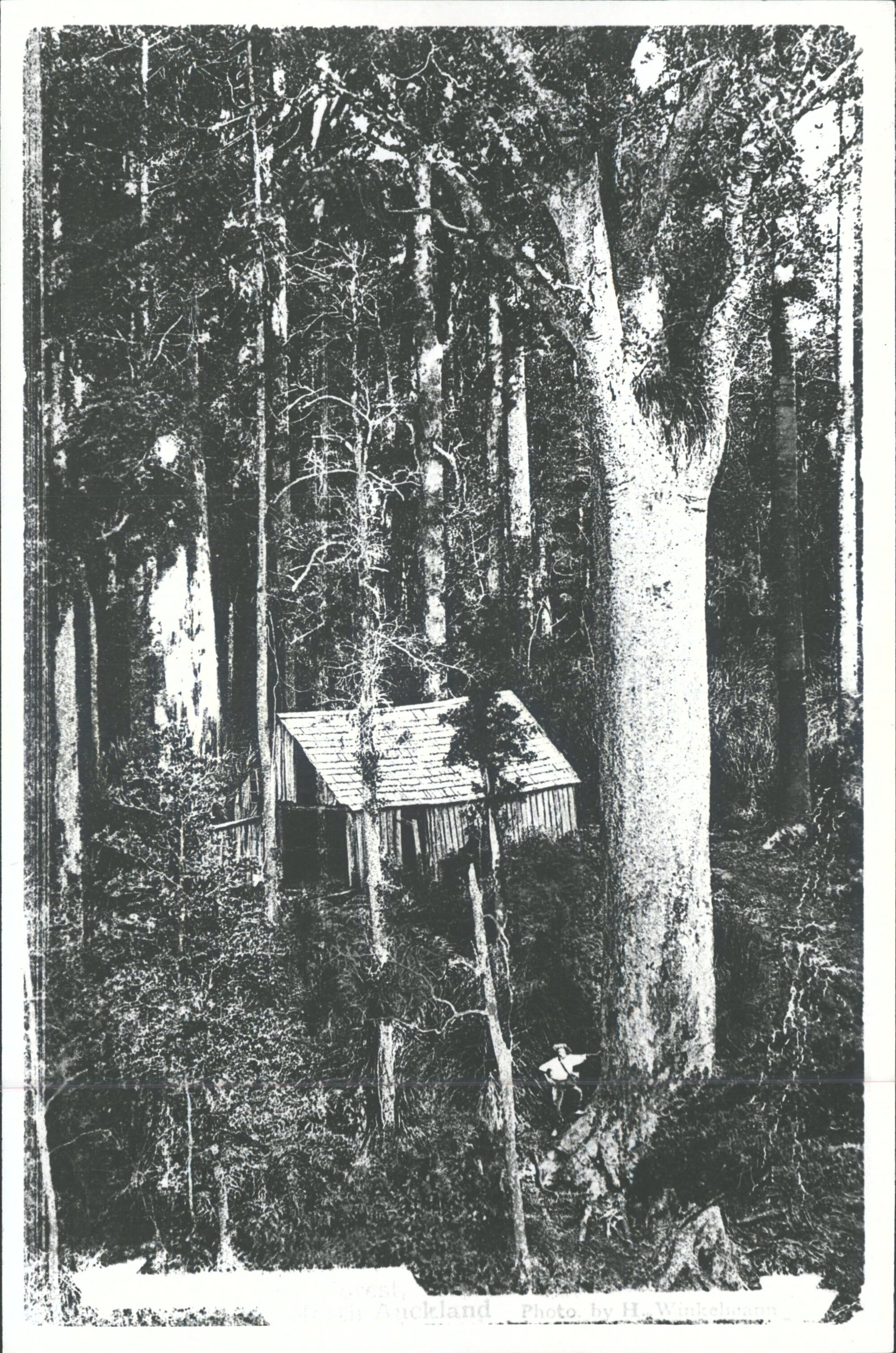 Kauri Forest, North Auckland
