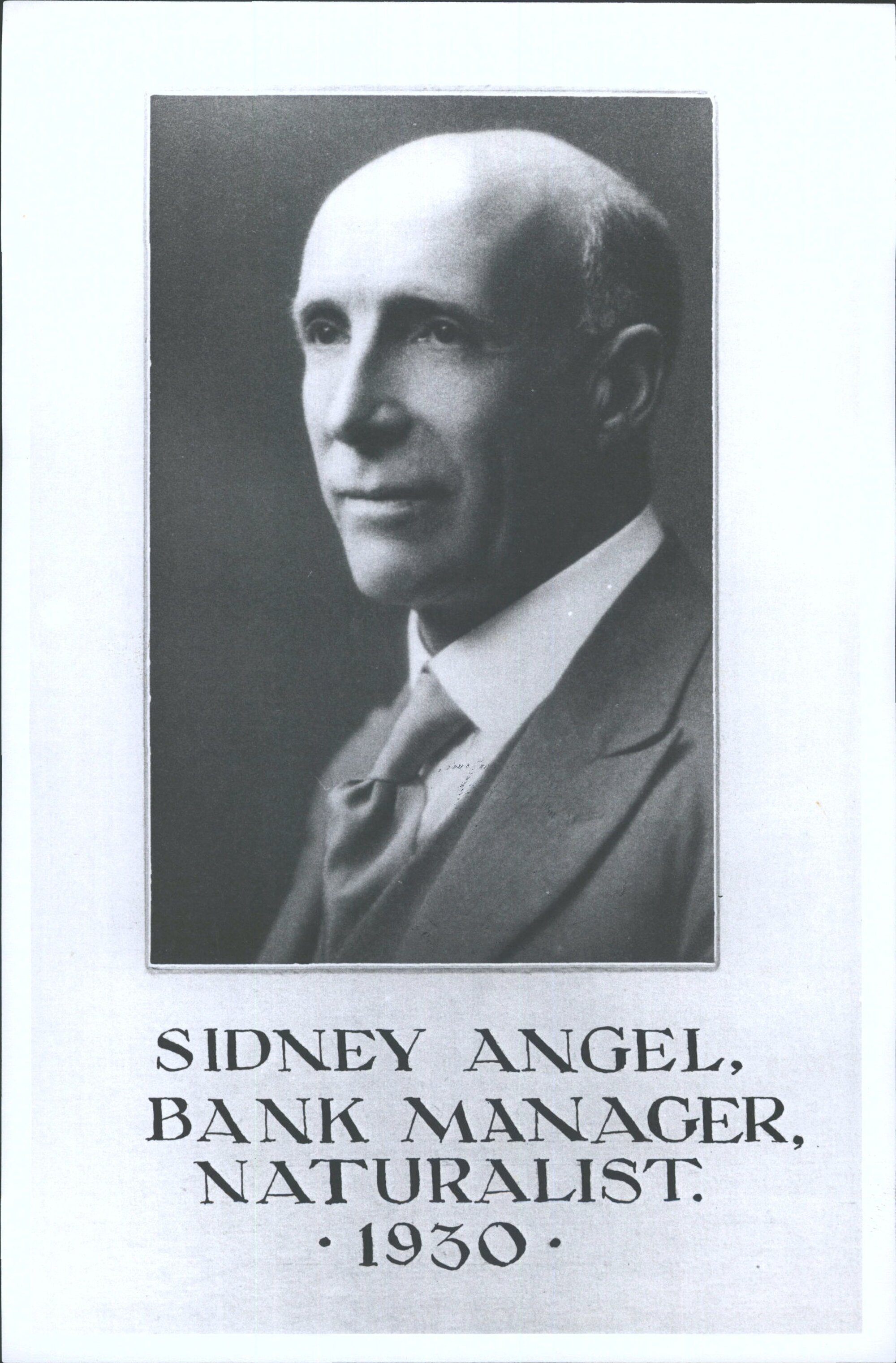 Angel, Sidney