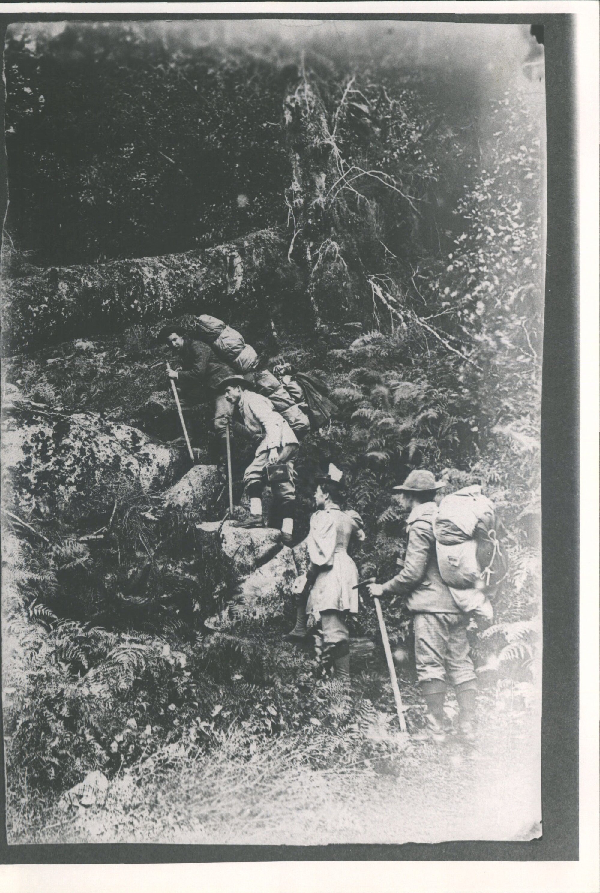 ROSS, Forest in Milford Track &amp; others