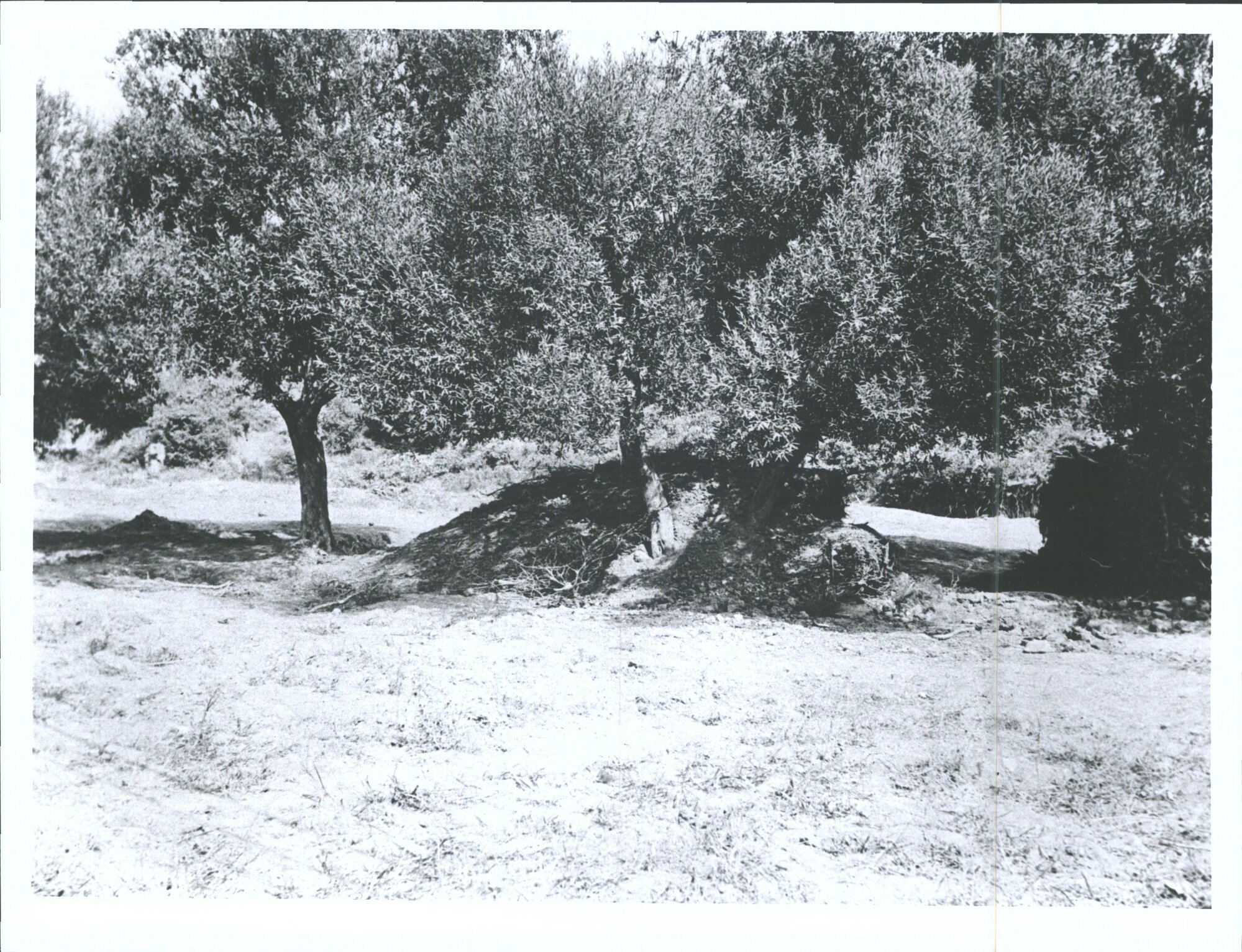 "Olive trees on the left"