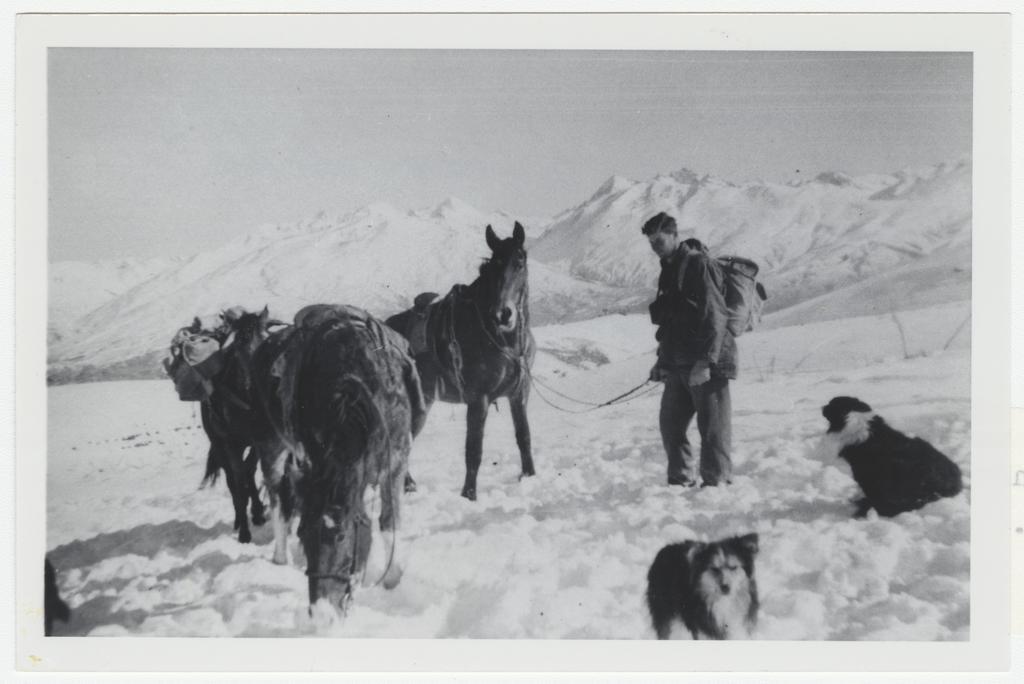 John Vollweiler with horses and dogs, Nokomai