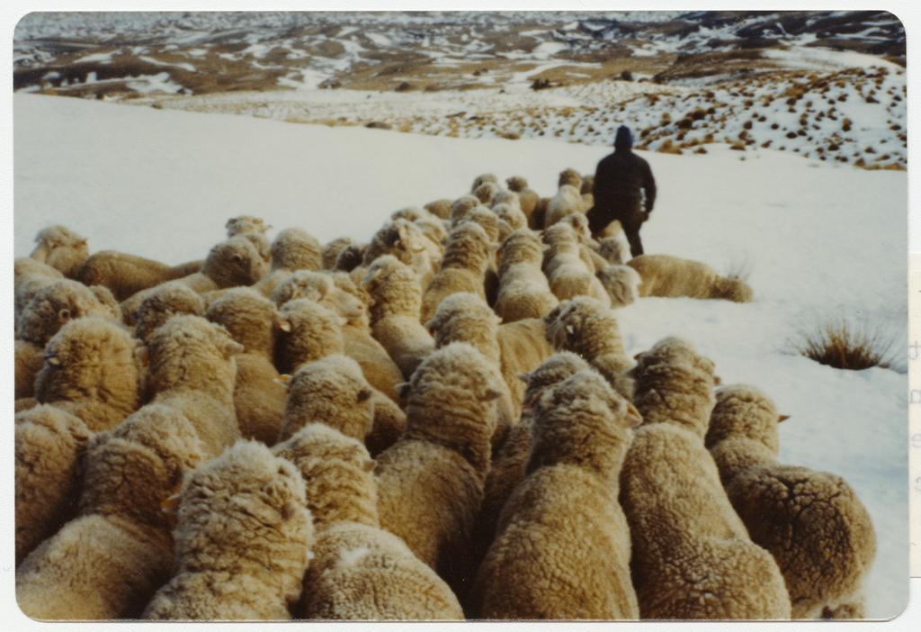 Flock of sheep in snow, Carrick Run