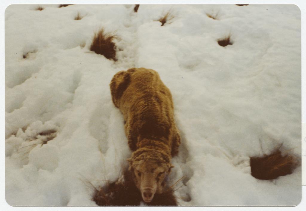 Sheep in snow, Carrick Run
