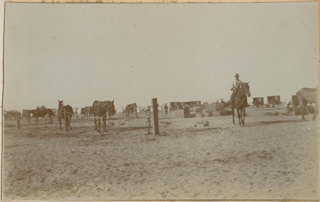 Horse lines and wagons