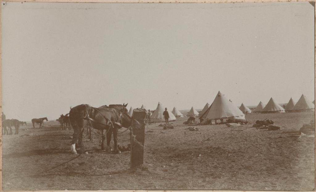 'Zeitoun Camp, horse lines'