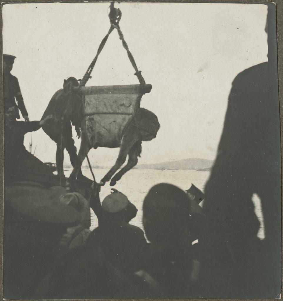 A donkey being loaded or unloaded in a hoist