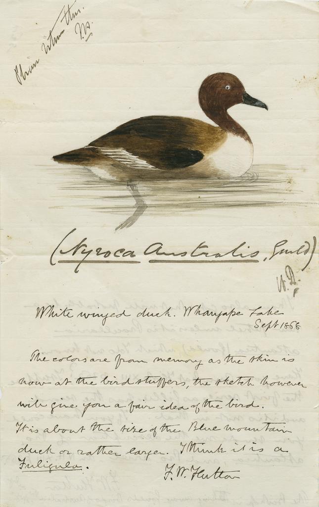 Sketch of 'Nyroca australis' , white winged duck