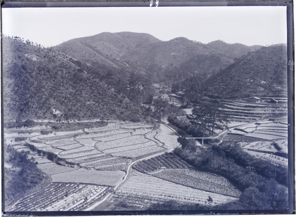 Rice fields - Brass Drum Valley