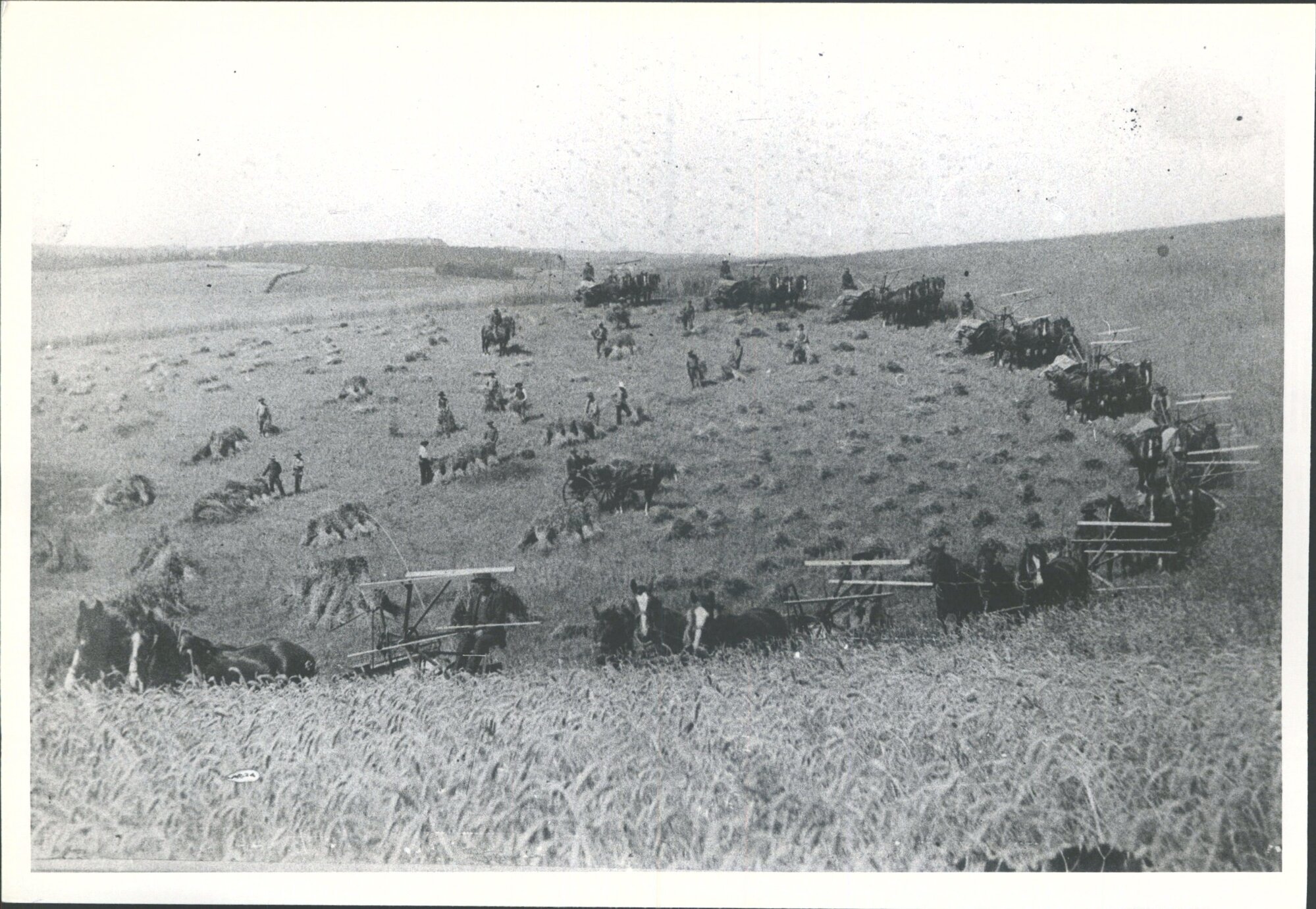 Collecting and stacking wheat