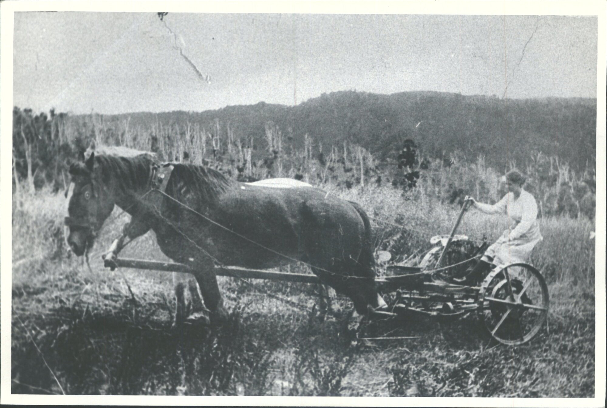 Gladys Fiveash (Alexandra)