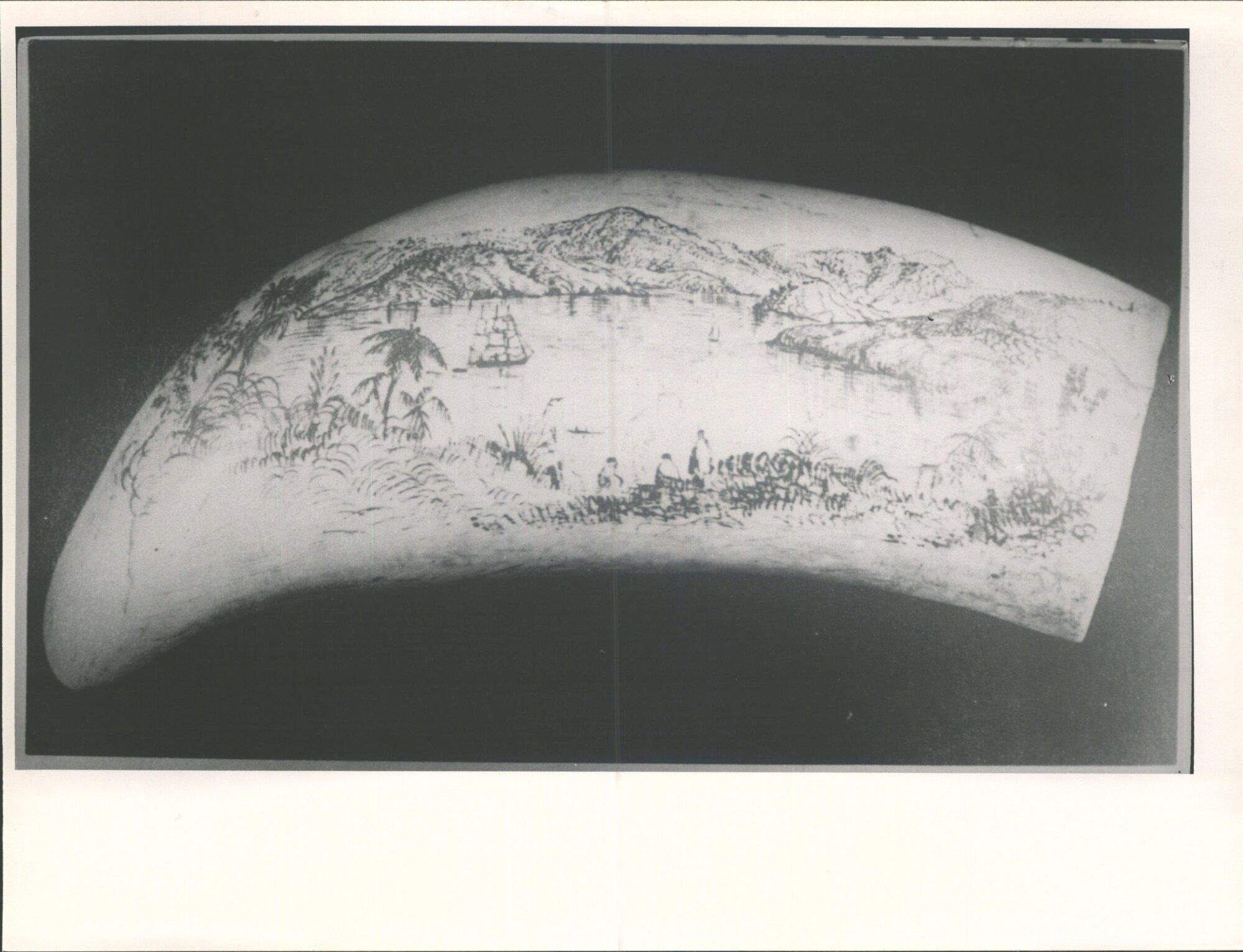 Etching on whale tooth of Akaroa Harbour (scrimshaw)
