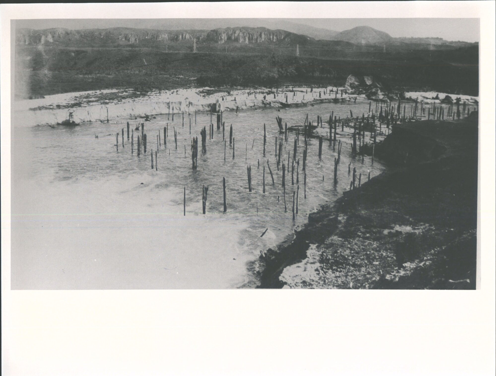 The prehistoric forest