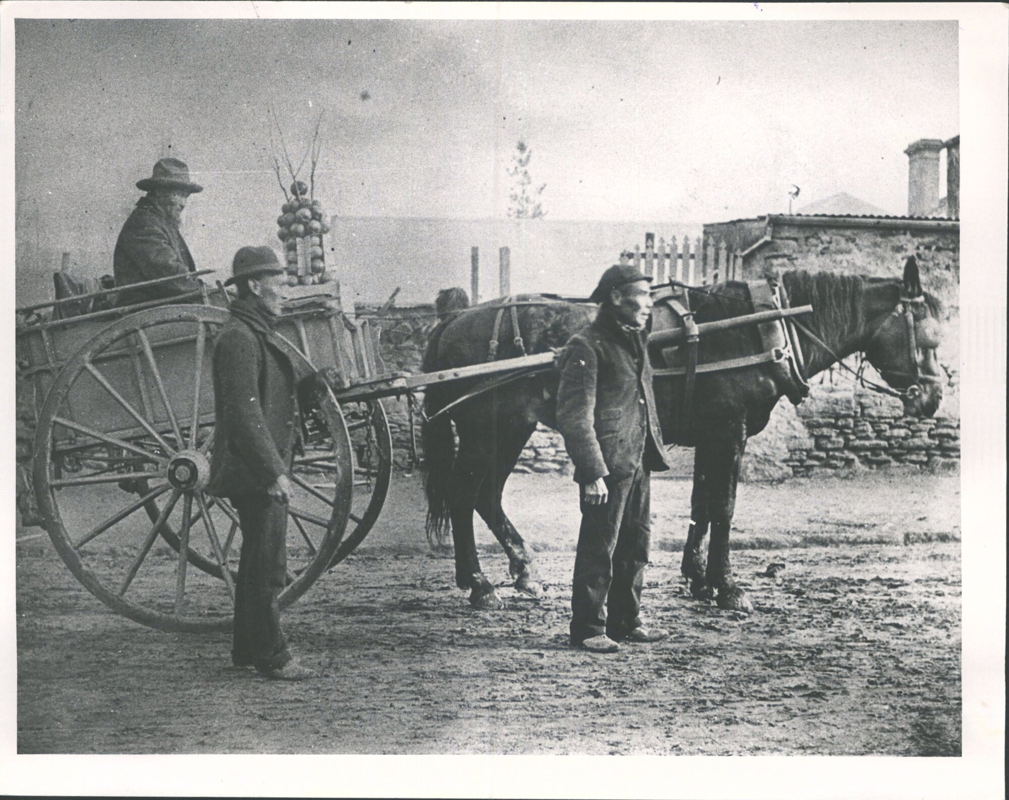 Chinese market gardener
