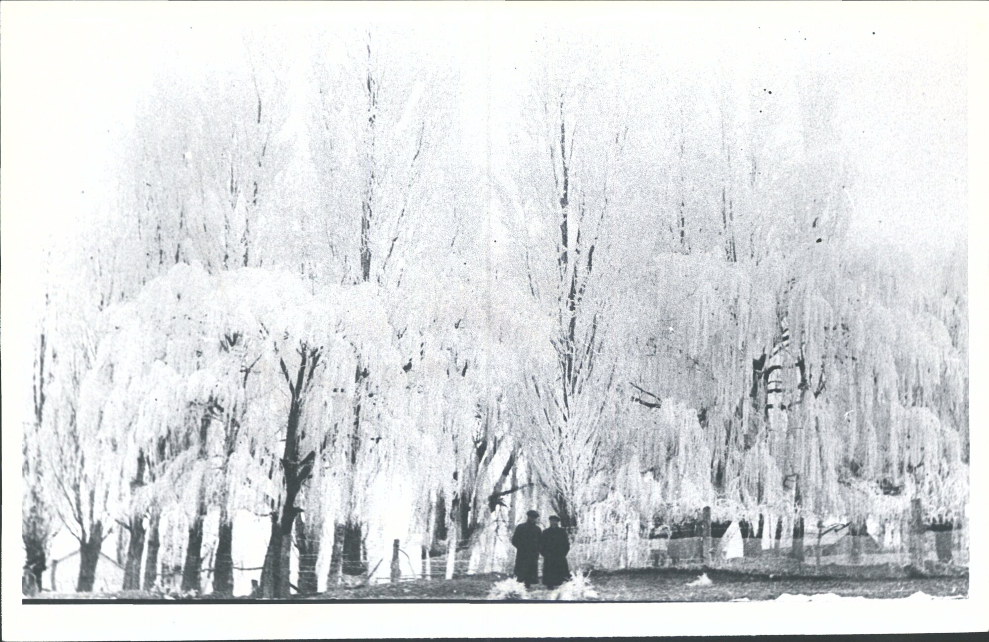 Hoar Frost, Manuherikia