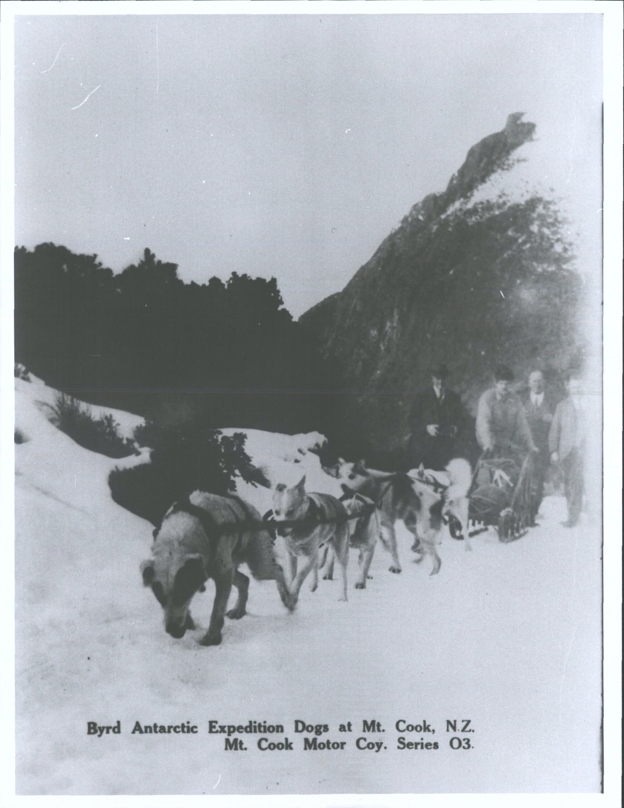 Byrd Antarctic Expedition Dogs at Mt Cook, N.Z.