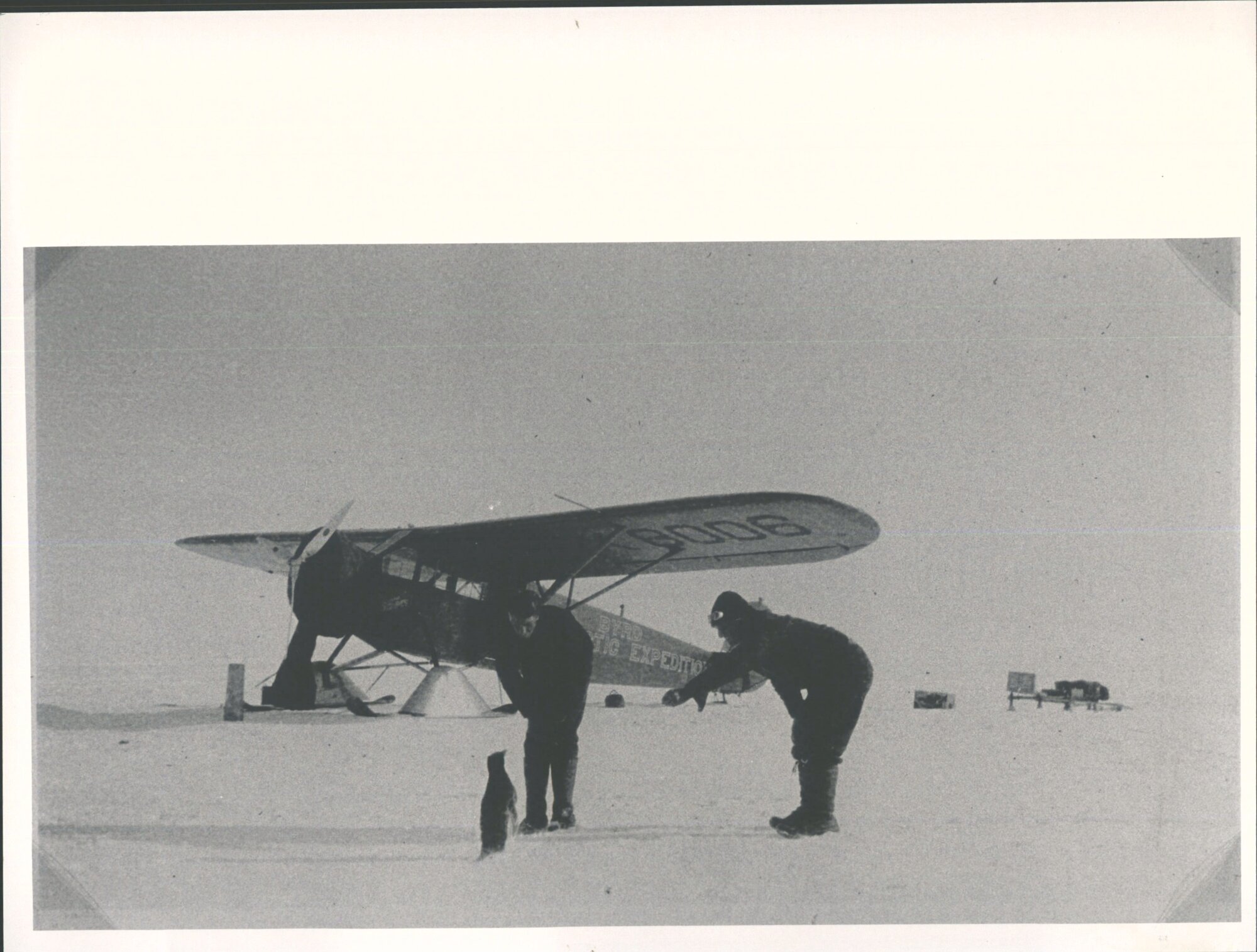 [Saying hello to a Penguin]