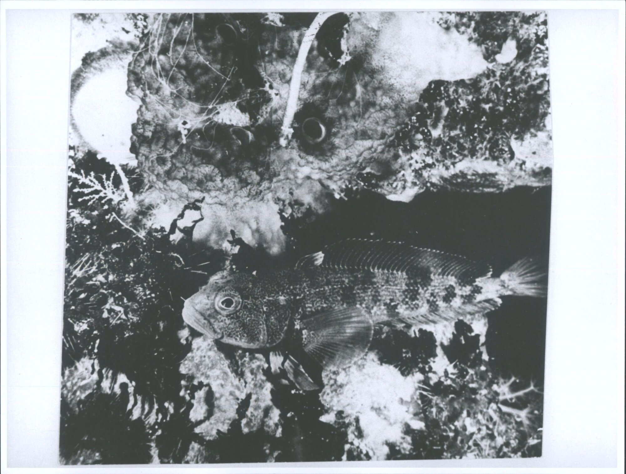 60 metres below the cold waters of the Antarctic