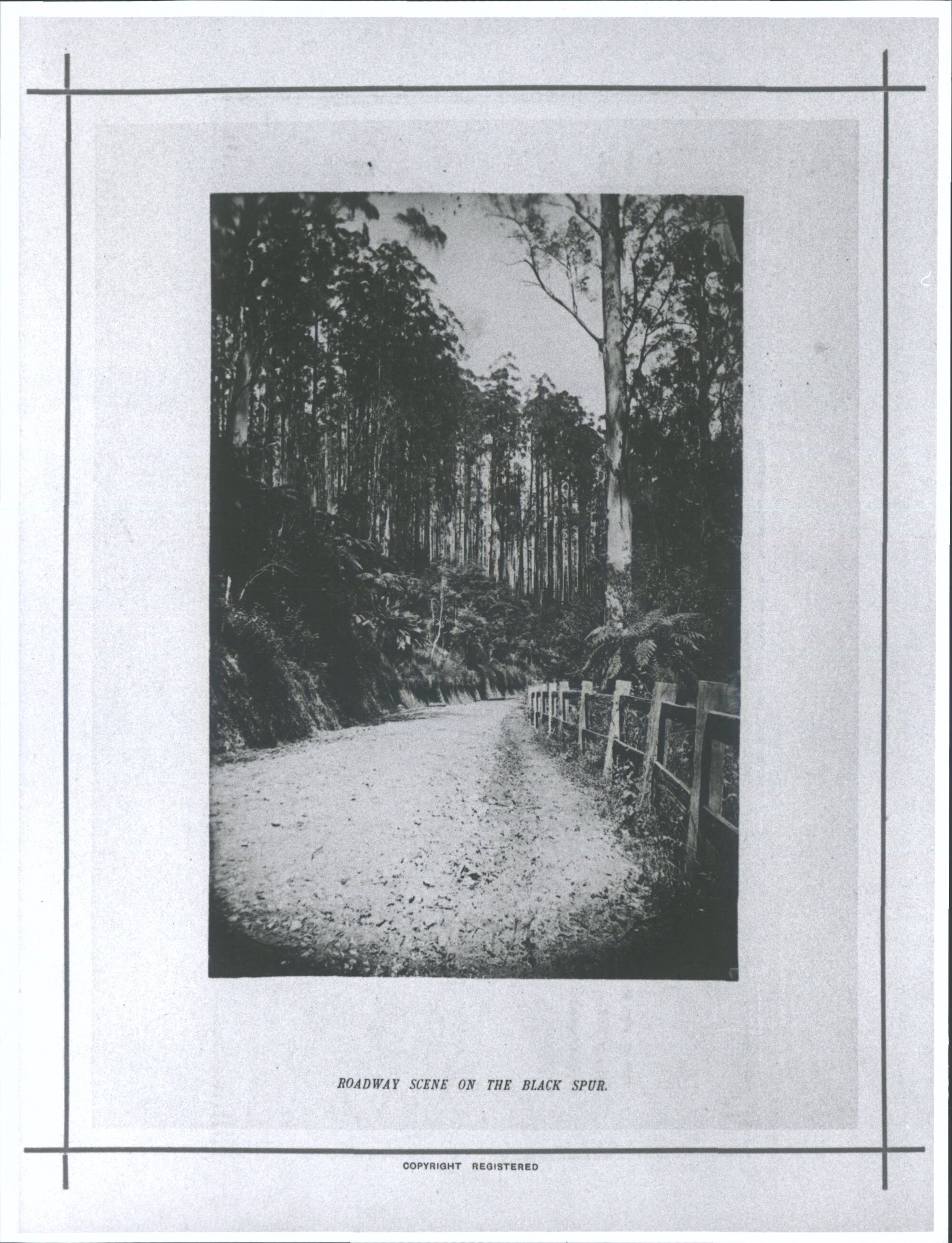 Roadway scene on the Black Spur