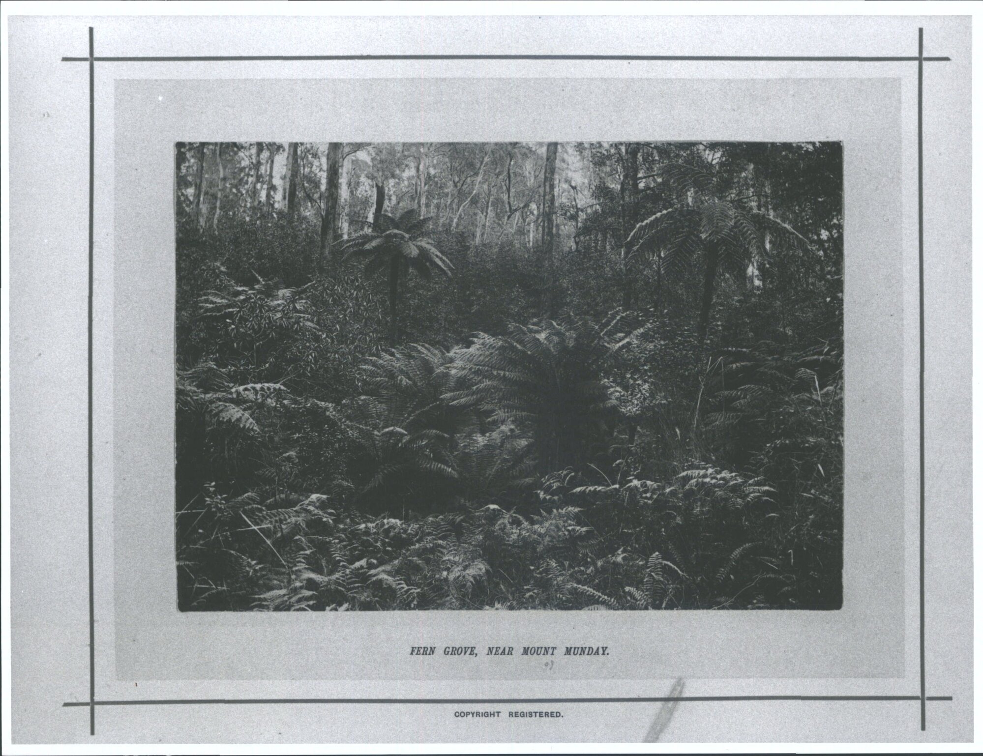 Fern Grove, near Mount Munday
