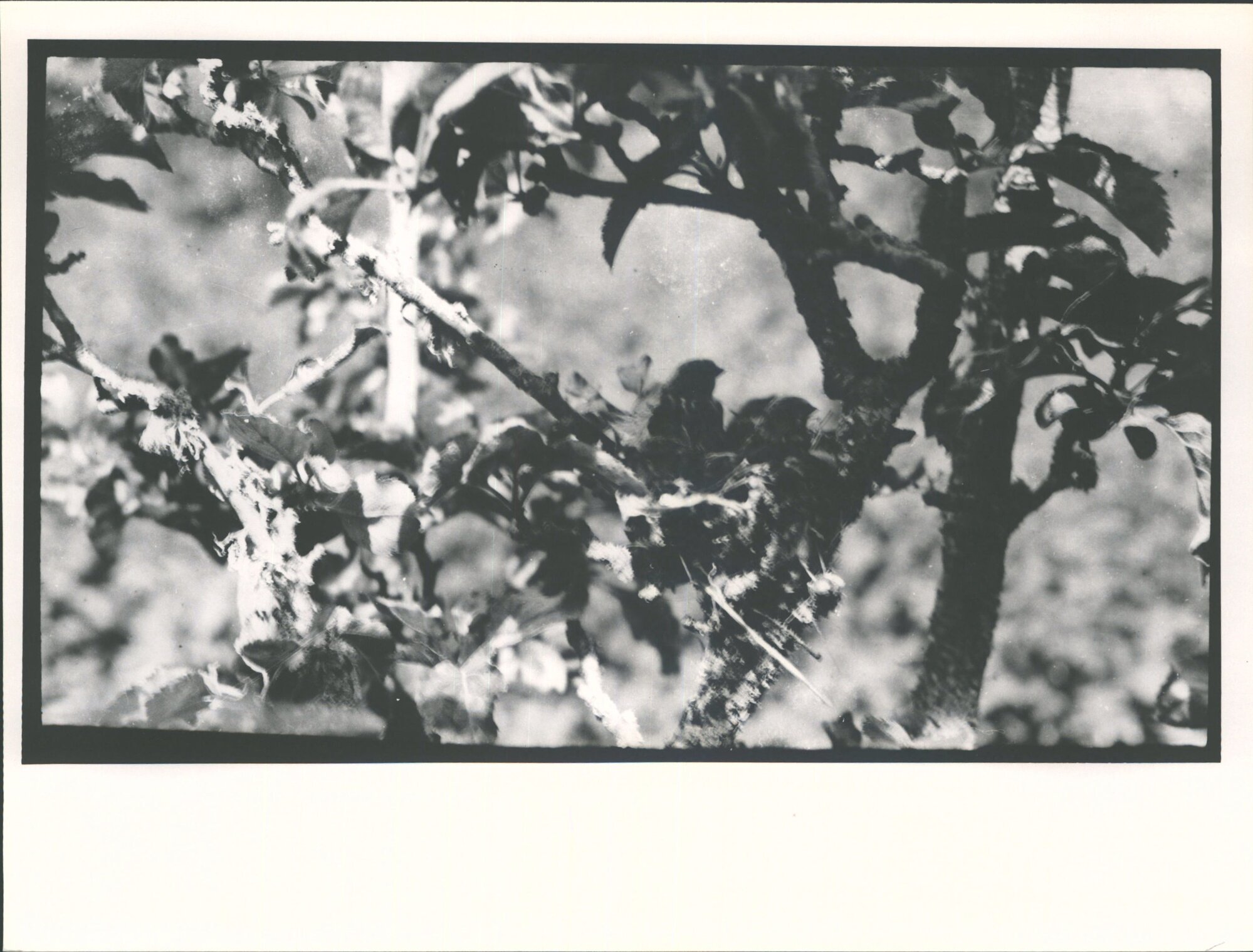 Nestlings