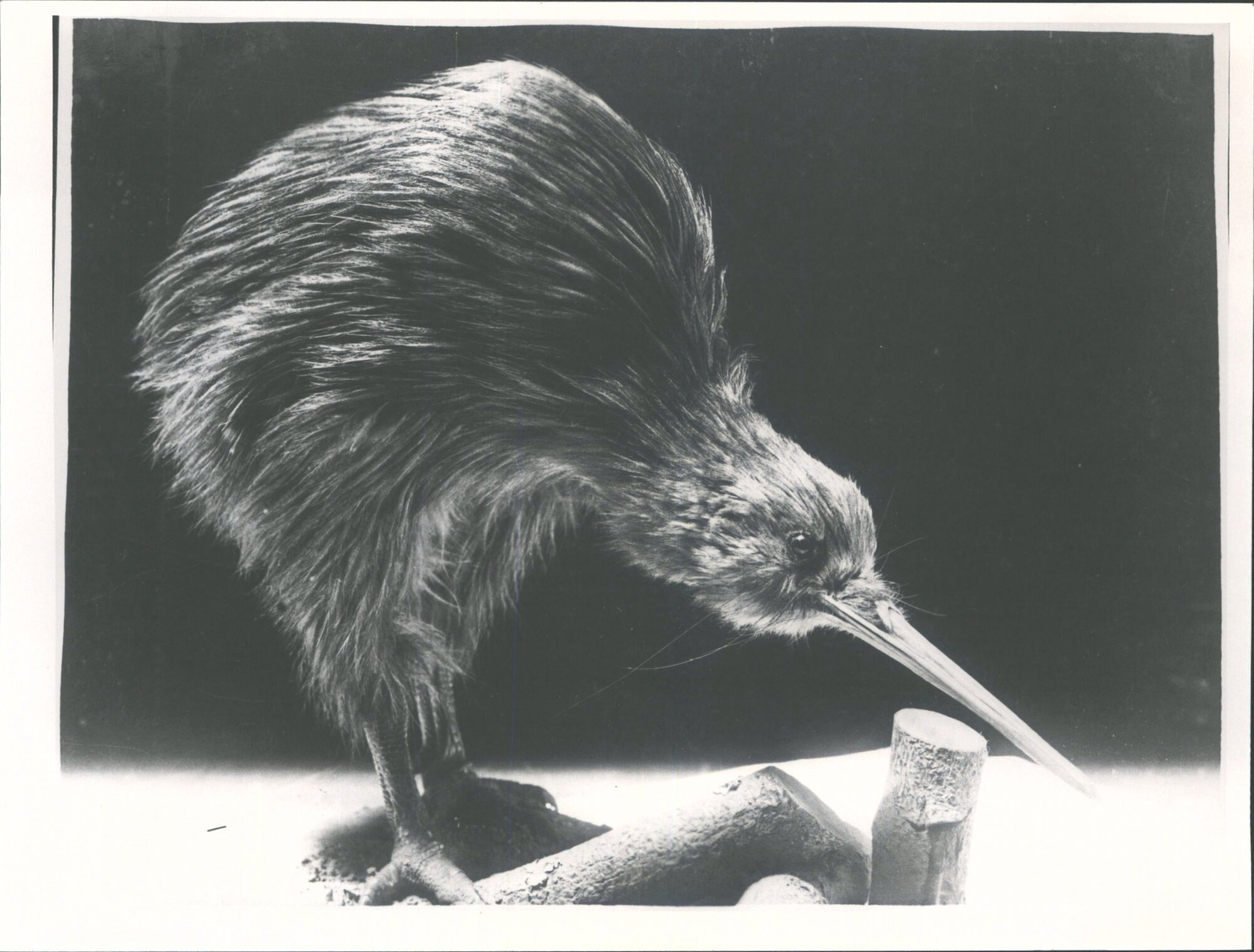 Kiwi - national bird of new zealand