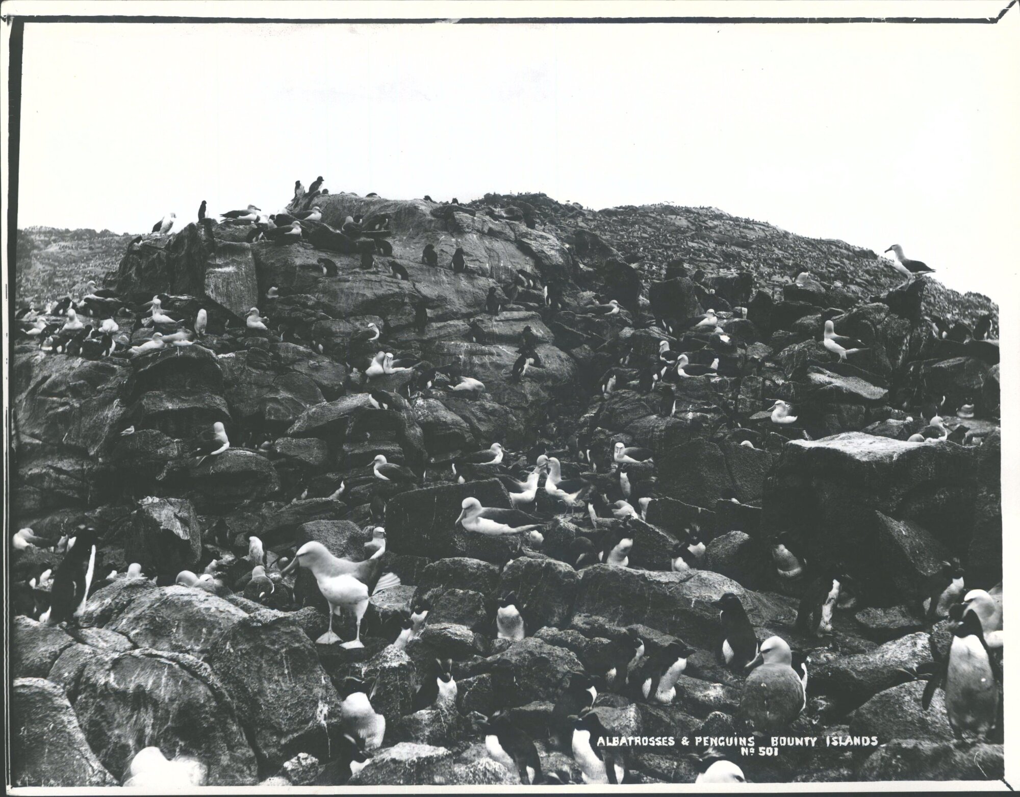 Albatrosses and Penguins- Bounty Islands, Subantarctic Islands
