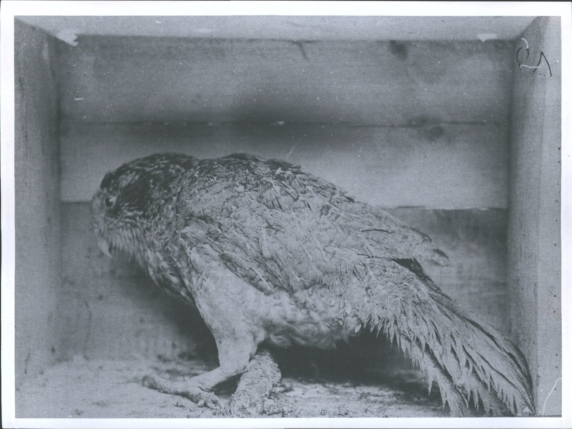 Kakapo