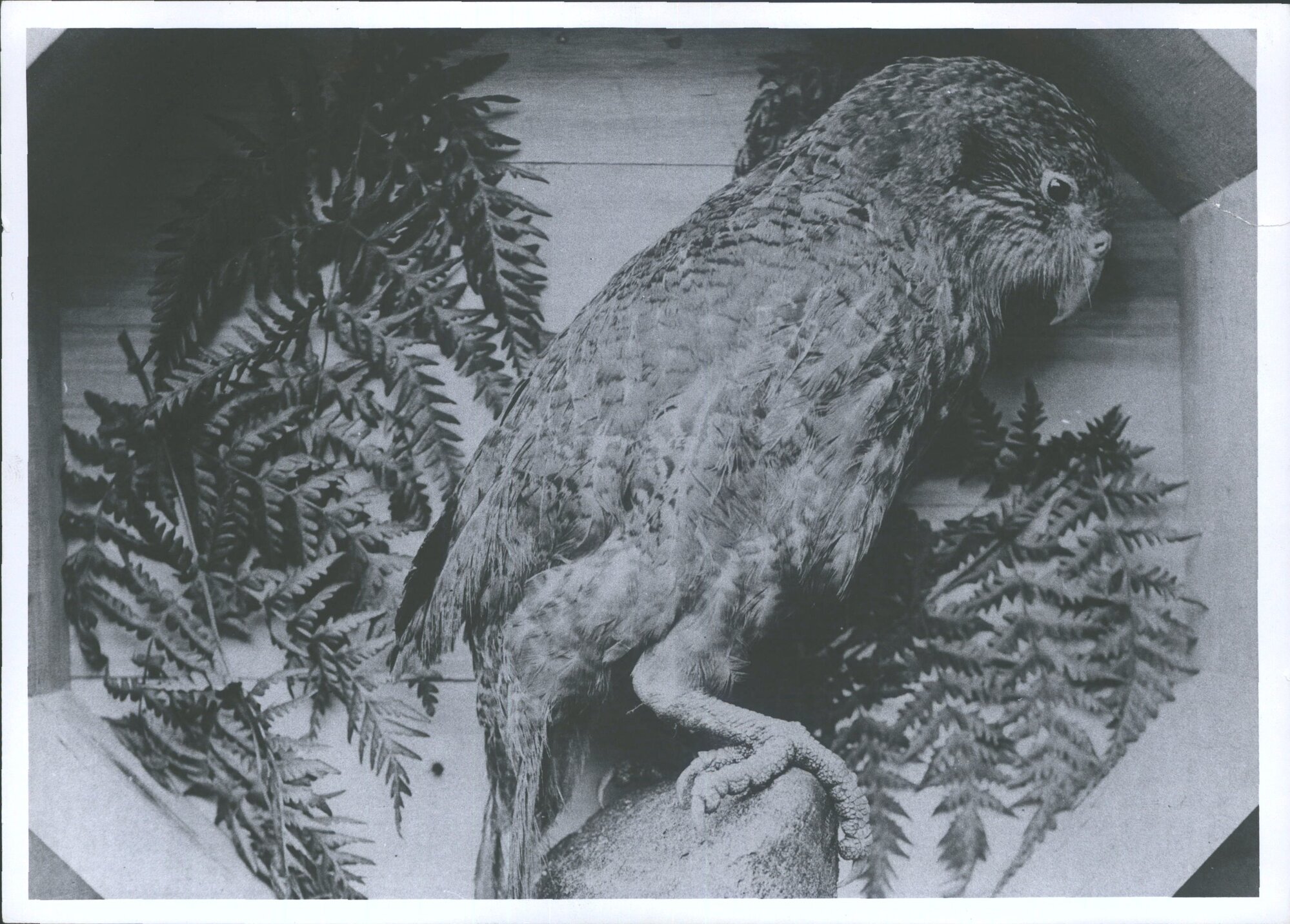 Kakapo