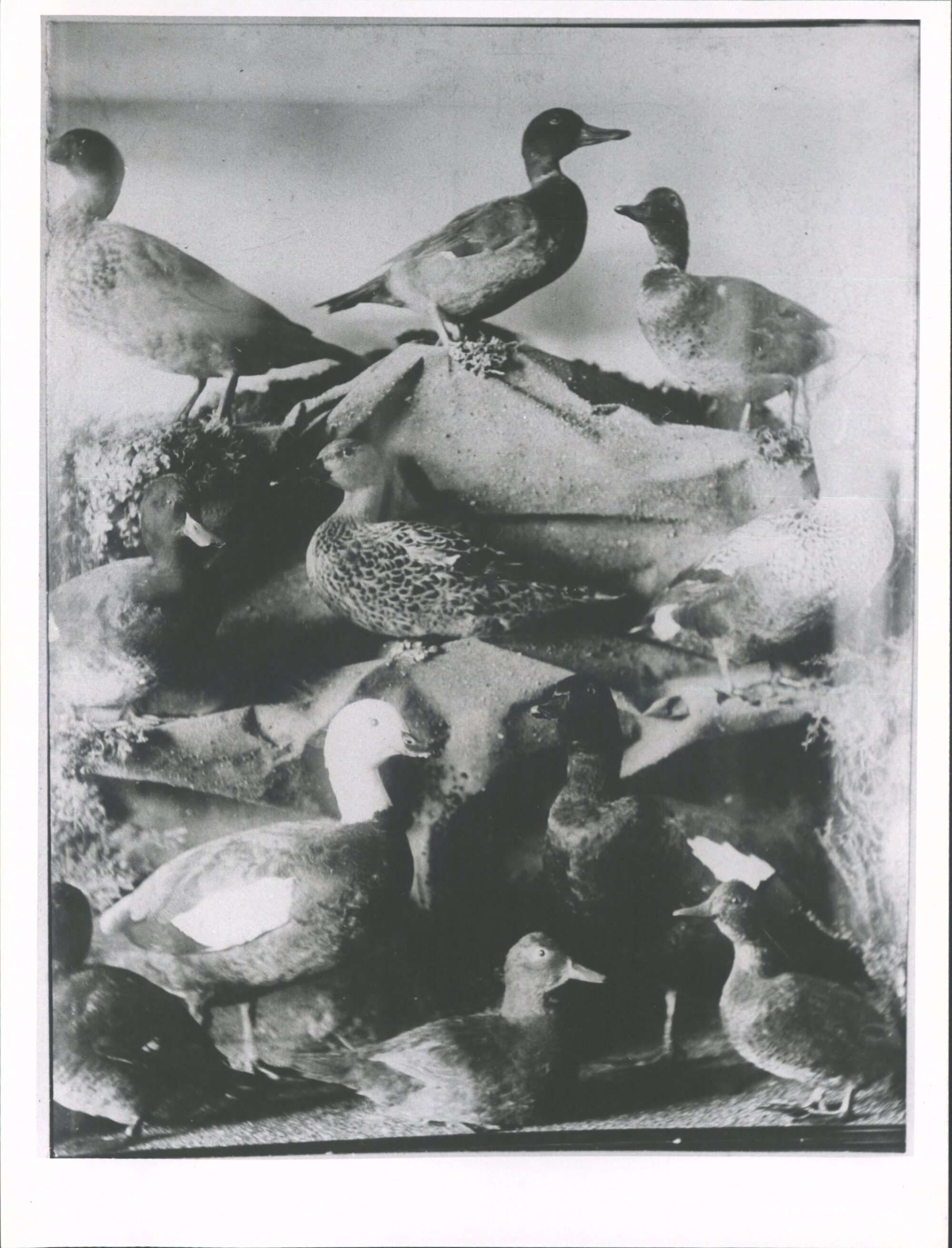 N.Z. Birds - Mr Melland's