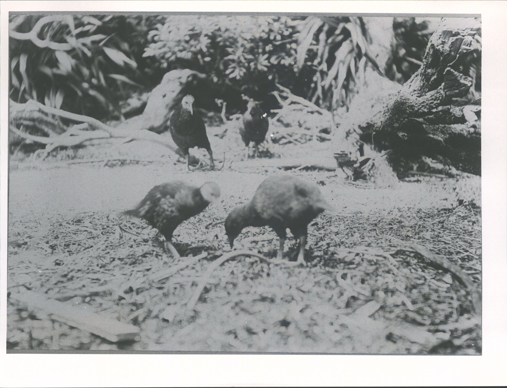Weka (Woodhens)