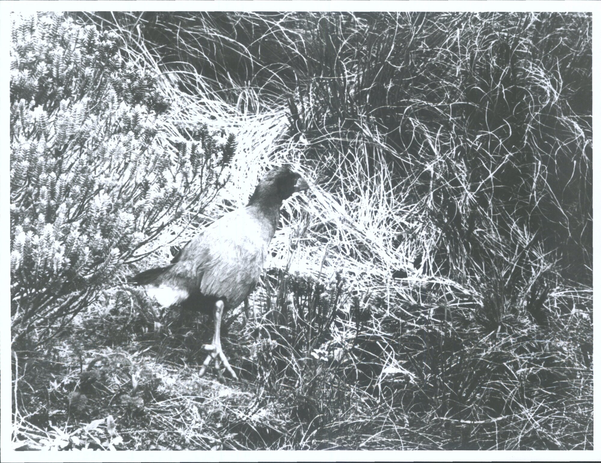 Takahe (Notornis)