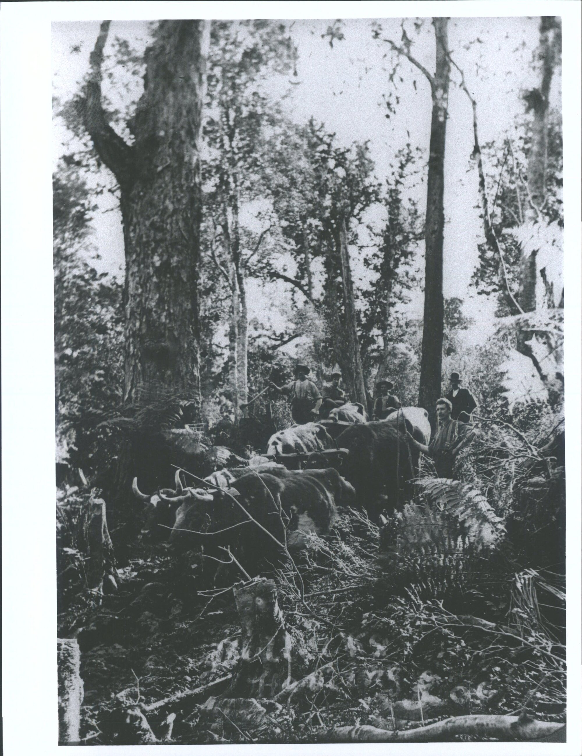 Bullocks in bush hauling log