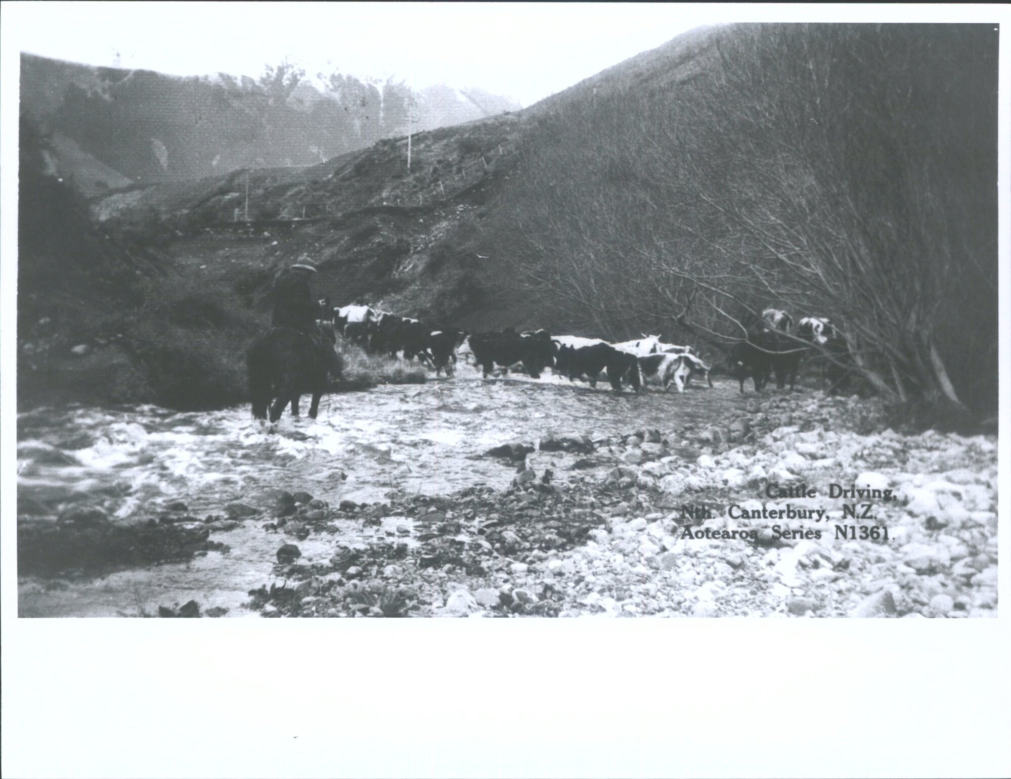Cattle Driving, North Canterbury